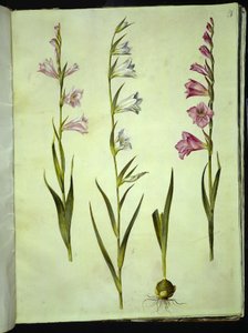 Gladiolus communis (gladiolus commun) - Hans Simon Holtzbecker