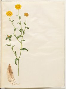 Glebionis segetum (chrysanthème des moissons) - Hans Simon Holtzbecker