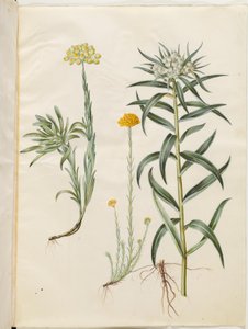 Helichrysum orientale (immortelle orientale); Helichrysum Stoechas (immortelle puante); Anaphalis margaritacea (perle des prés) - Hans Simon Holtzbecker