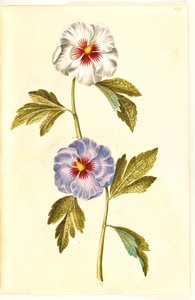 Hibiscus syriacus (rose de Syrie)