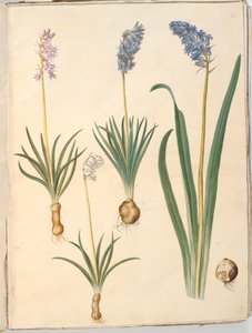 Hyacinthoides non-scripta (jacinthe des bois); Hyacinthoides hispanica (jacinthe espagnole)