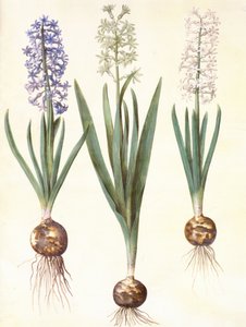 Hyacinthoides orientalis simp et pl - Hans Simon Holtzbecker