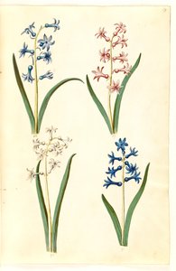 Hyacinthus orientalis (jacinthe commune)