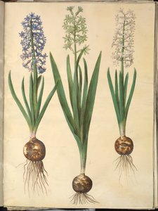 Hyacinthus orientalis (jacinthe commune) - Hans Simon Holtzbecker