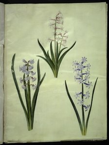 Hyacinthus orientalis (jacinthe commune) - Hans Simon Holtzbecker