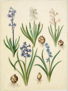 Hyacinthus orientalis (jacinthe commune); Scilla amoena (scille amène)