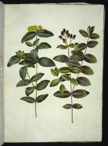 Hypericum androsaemum (millepertuis à baies) - Hans Simon Holtzbecker