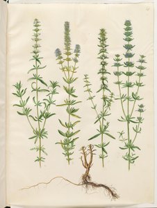 Hyssopus officinalis (véritable hysope) - Hans Simon Holtzbecker