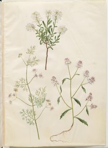 Iberis sempervirens (corbeille d