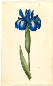 Iris latifolia (iris anglais) - Hans Simon Holtzbecker