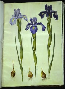 Iris latifolia (iris anglais) - Hans Simon Holtzbecker