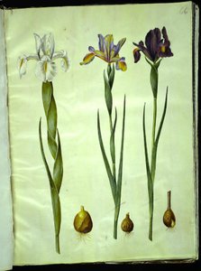 Iris latifolia (iris anglais); Iris xiphium (iris espagnol) - Hans Simon Holtzbecker