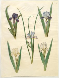 Iris pumila (iris nain) ou Iris lutescens (iris nain); Iris graminea (iris à feuilles de graminée) - Hans Simon Holtzbecker
