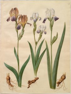 Iris ×sambucina (iris sureau); Iris ×amoena (iris hybride) - Hans Simon Holtzbecker