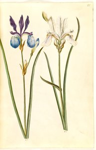 Iris sibirica (iris de Sibérie) - Hans Simon Holtzbecker
