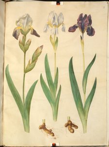 Iris ×squalens (iris hybride); Iris (iris)