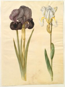 Iris susiana (iris de deuil); Iris ×florentina (iris de Florence)