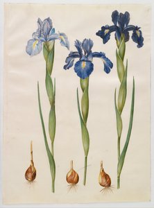 Iris xiphioides - Hans Simon Holtzbecker