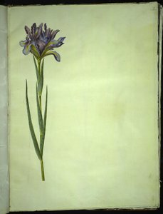 Iris xiphium (iris d