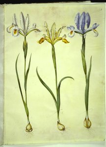Iris xiphium (iris espagnol) ou Iris latifolia (iris anglais); Iris xiphium (iris espagnol)