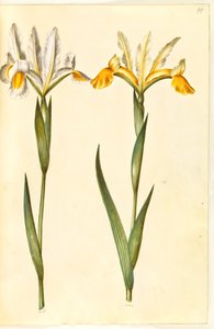 Iris xiphium, peut-être Iris latifolia (iris espagnol ou iris anglais)