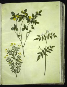 Jasminum odoratissimum; Jasminum fruticans; Jasminum grandiflorum - Hans Simon Holtzbecker