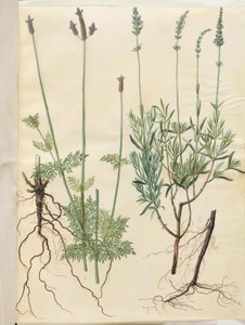 Lavandula multifida (lavande à feuilles divisées) ; Lavandula angustifolia (lavande vraie)