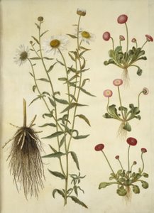 Leucanthemum vulgare (marguerite blanche); Bellis perennis (pâquerette commune) - Hans Simon Holtzbecker