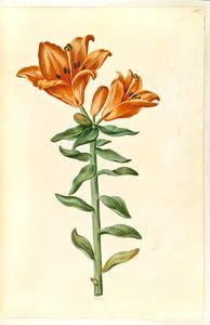 Lilium bulbiferum