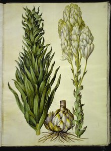 Lilium candidum (lys de la madone) - Hans Simon Holtzbecker
