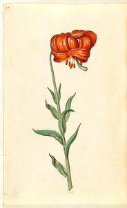 Lilium chalcedonicum (lis turban rouge)