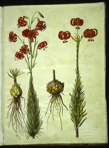 Lilium chalcedonicum (lis turban rouge)