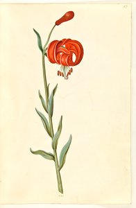 Lilium chalcedonicum (lis turban rouge) - Hans Simon Holtzbecker