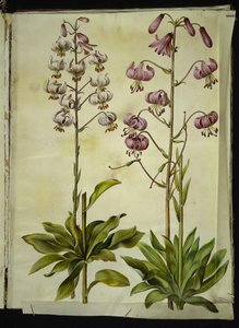 Lilium martagon (lis martagon)