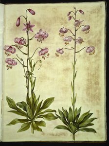 Lilium martagon - Hans Simon Holtzbecker