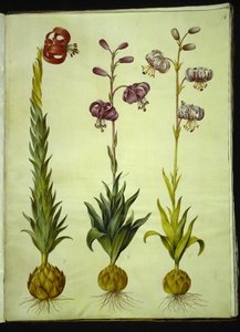 Lilium pomponium (lys pompon); Lilium martagon (lys martagon)