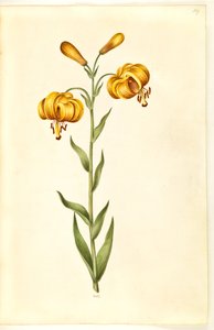 Lilium pyrenaicum (lys des Pyrénées)