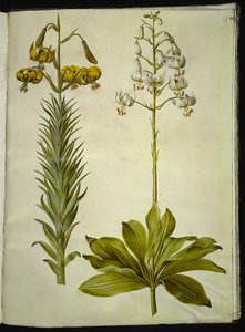 Lilium pyrenaicum (lis des Pyrénées); Lilium martagon (lis martagon)