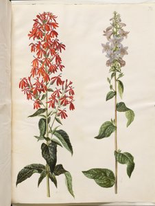 Lobelia cardinalis (lobélie cardinale); Campanula latifolia (campanule à larges feuilles)
