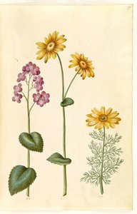 Lunaria annua (monnaie du pape); Doronicum pardalianches (doronic à feuilles cordées); Adonis vernalis (adonis de printemps) - Hans Simon Holtzbecker
