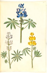 Lupinus pilosus (lupin bleu); Lupinus albus (lupin blanc); Lupinus luteus (lupin jaune)