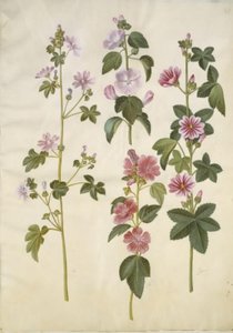 Malva sylvestris (mauve sylvestre); Lavatera thuringiaca (lavatère de Thuringe) - Hans Simon Holtzbecker