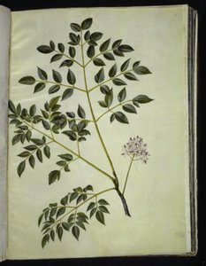 Melia azedarach (arbre paternoster) - Hans Simon Holtzbecker