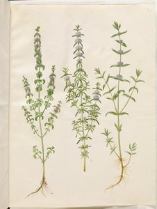 Mentha pulegium (menthe pouliot); Mentha cervina (menthe des cerfs); Mentha (espèce de menthe)