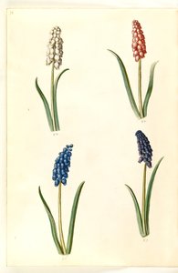 Muscari botryoides (jacinthe perle commune) - Hans Simon Holtzbecker