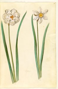 Narcisse poétique (pinselilje)