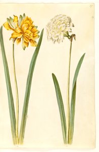Narcissus pseudonarcissus (jonquille) - Hans Simon Holtzbecker