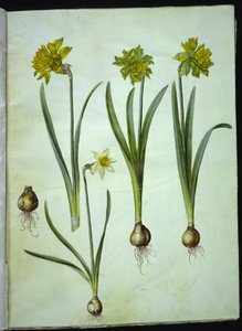 Narcissus pseudonarcissus; Narcissus ? ×incomparabilis (narcisse de jardin) - Hans Simon Holtzbecker