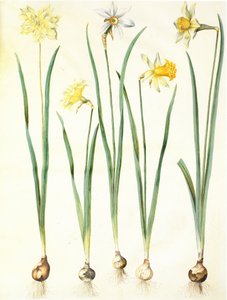 Narcissus pseudonarcissus, Narcissus poeticus, Narcissus × incomparabilis - Hans Simon Holtzbecker