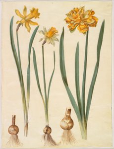 Narcissus pseudonarcissus major (grande jonquille); Narcissus pseudonarcissus bicolor (jonquille bicolore); Narcissus pseudonarcissus - Hans Simon Holtzbecker